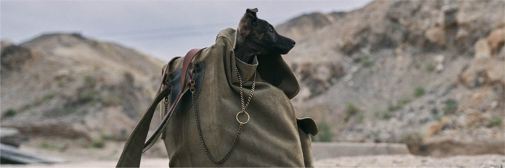 BlackDogBanner